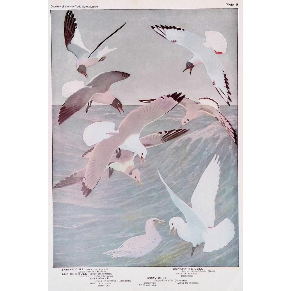 1936 Vintage Bird Print Sabine Gull Laughing Gull Kittiwake Ivory Gull Fuertes
